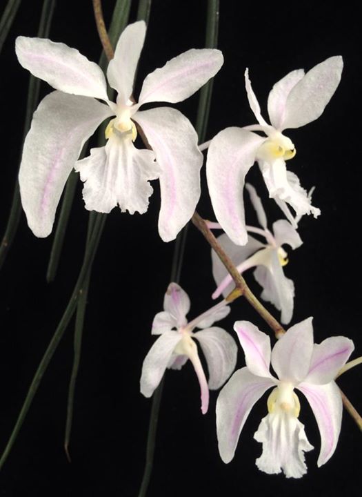 Орхидея Holcoglossum Kimballianum var. Albescens - купить, доставка Украина